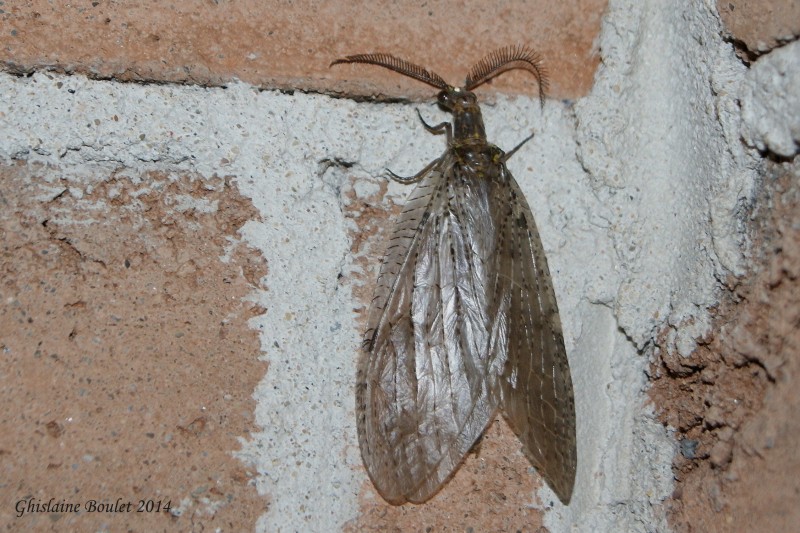 Chauliode parchemin  