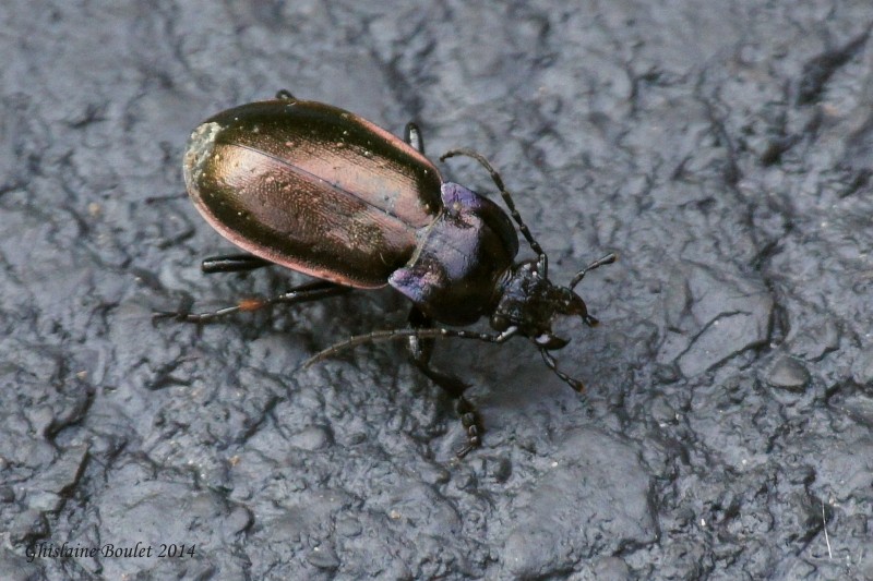 Carabe bronz (carabus nemoralis) 