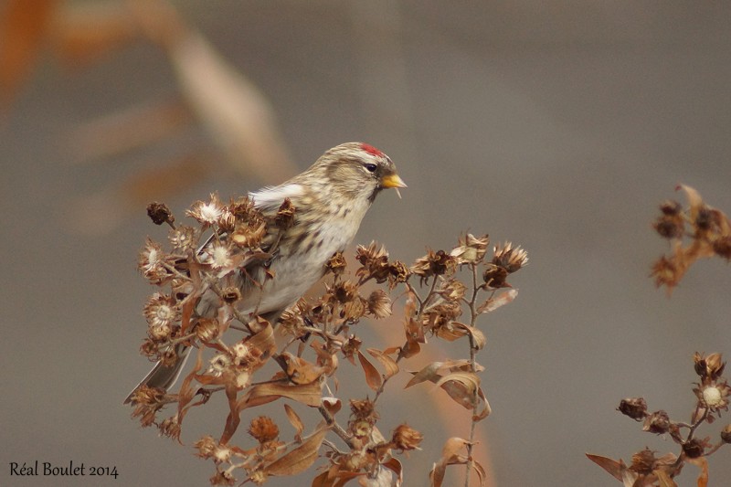 Sizerin flamm (Common Redpoll)