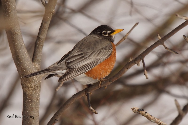 Merle dAmrique (American Robin)