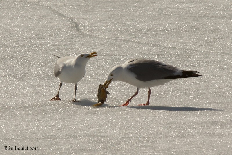 Goland argent (Herring Gull)