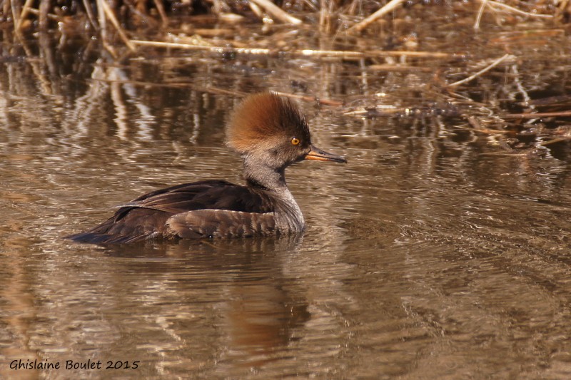 Harle couronn (Hooded Merganser) 