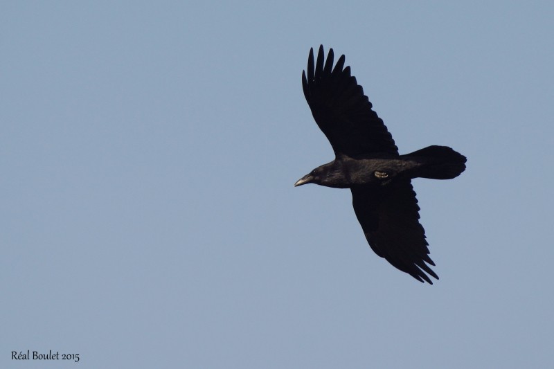 Grand Corbeau (Common Raven) 4/4