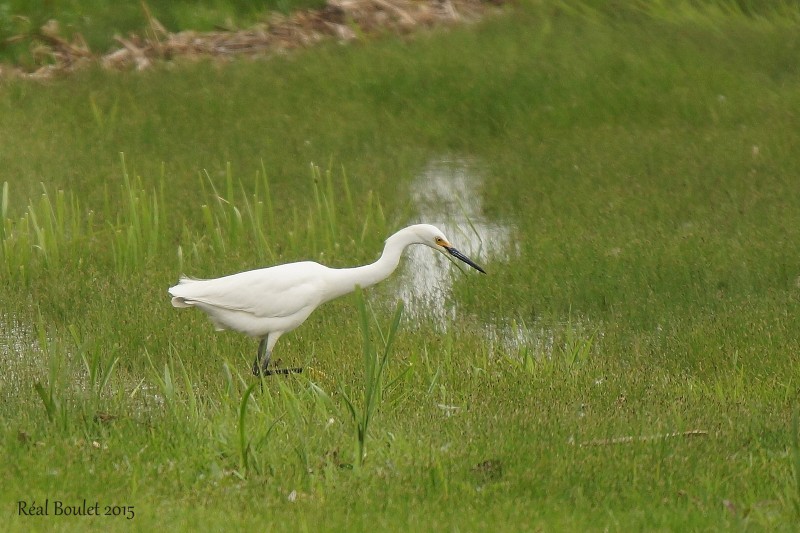 Aigrette neigeuse (Snowy Egret)
