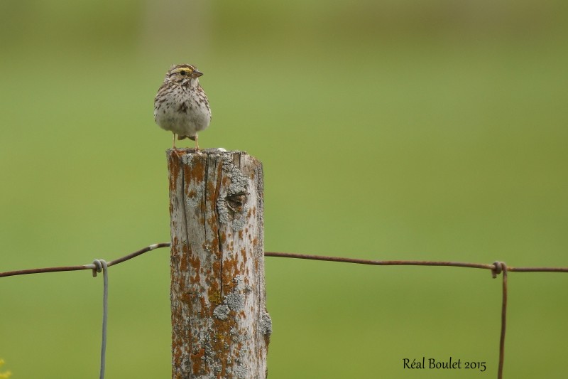 Bruant des prs (Savannah Sparrow) 