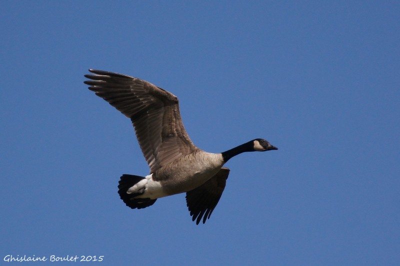 Bernache du Canada (Canada Goose)