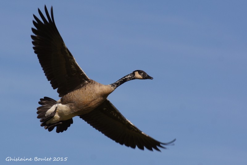 Bernache du Canada (Canada Goose)