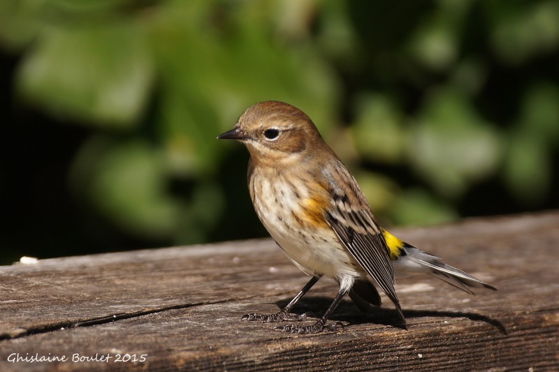 Paruline  croupion jaune (Yellow-rumped Warbler)