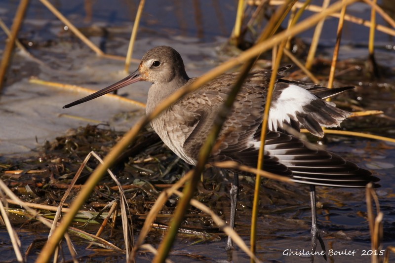 Barge hudsonienne (Hudsonian Godwit)