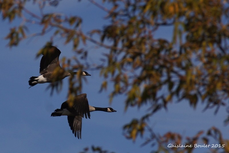 Bernache du Canada (Canada Goose)