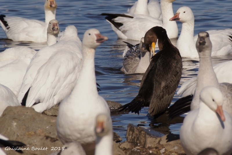 Cormoran  aigrettes (Double-crested Cormorant)