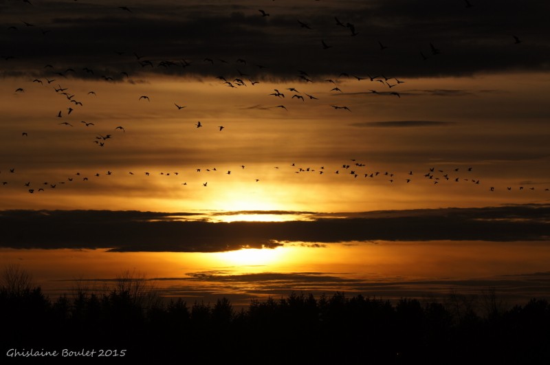 Bernache du Canada et coucher du soleil