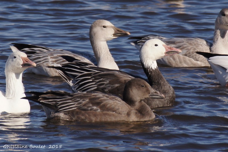 Oie des neiges (Snow Goose)