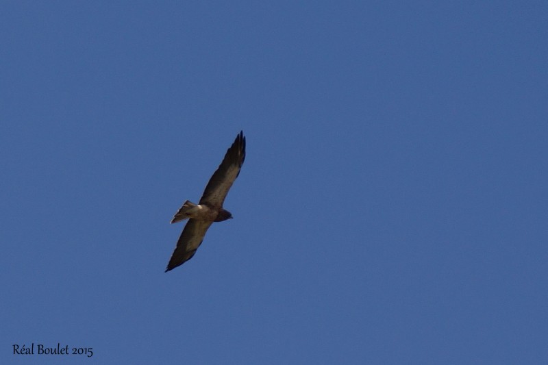 Buse de Swainson (Swainsons Hawk)