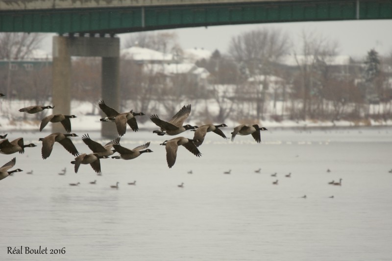 Bernache du Canada (Canada Goose)