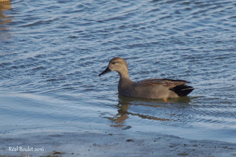 Canard chipeau (Gadwall) 