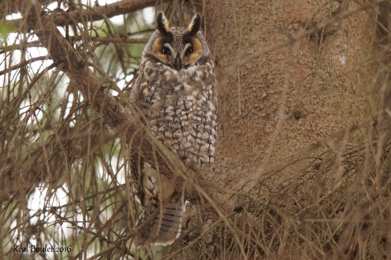 Hibou moyen-duc (Long-eared Owl)