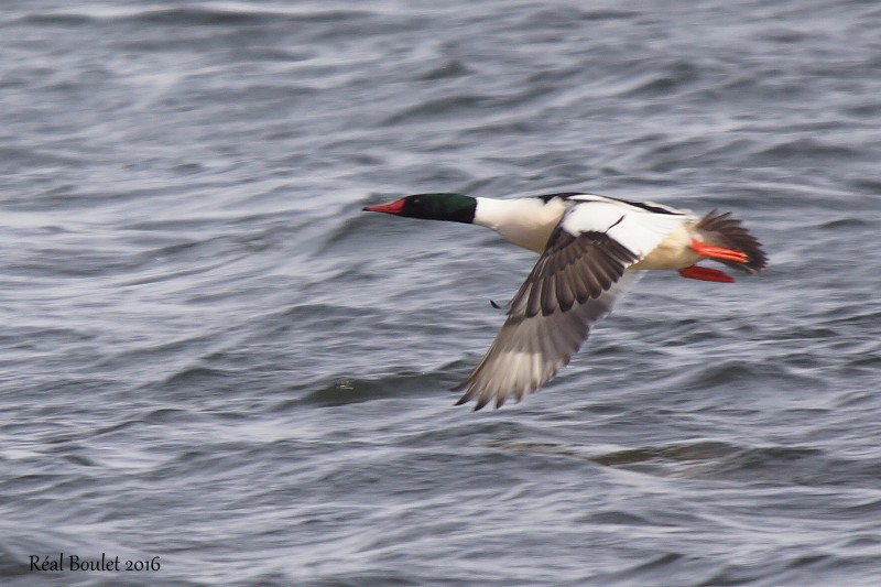 Grand Harle (Common Merganser)
