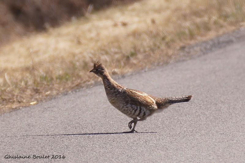Glinotte huppe (Ruffed Grouse)
