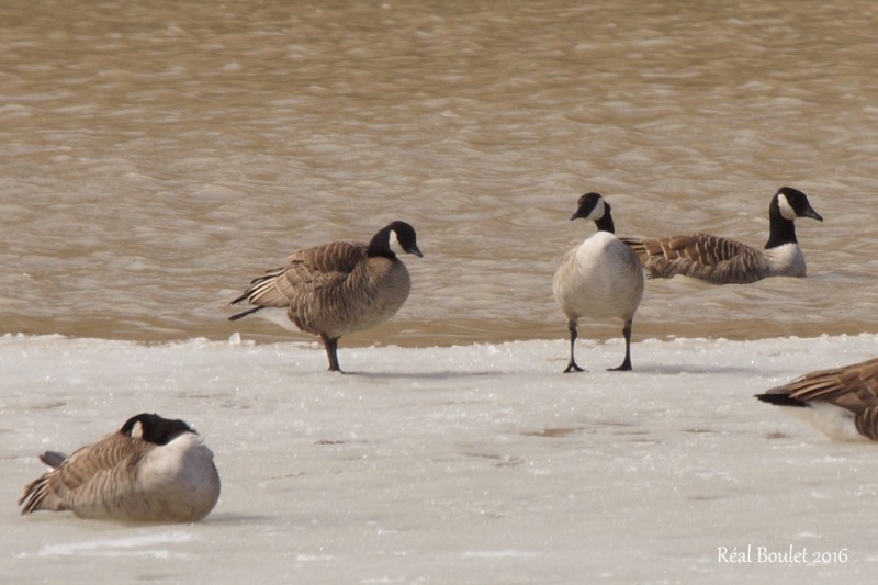 Bernache de Hutchins (Cackling Goose)