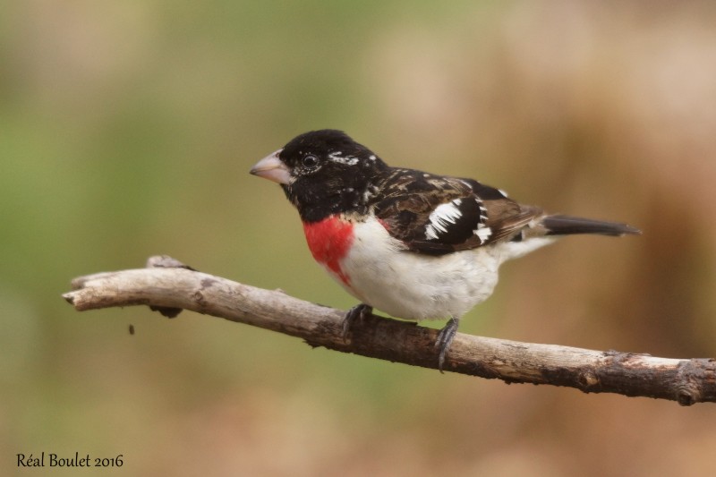 Cardinal  poitrine rose (Rose-breasted Grosbeak)