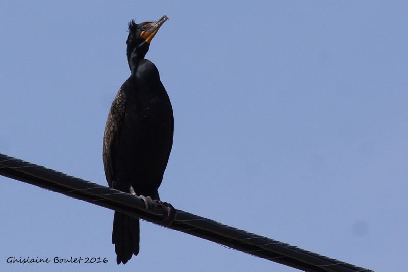 Cormoran  aigrettes (Double-crested Cormorant)