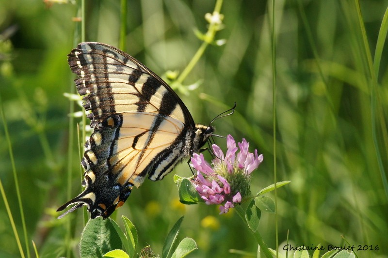 Papillon tigre du Canada - Papilio canadensis