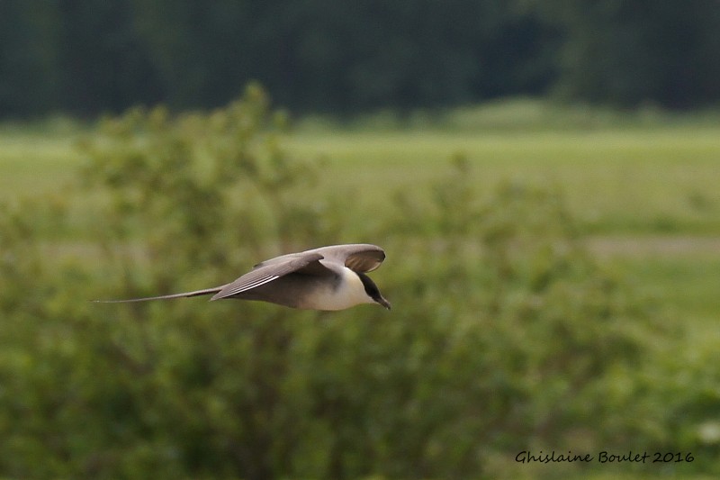 Labbe  longue queue (Long-tailed Jaeger)