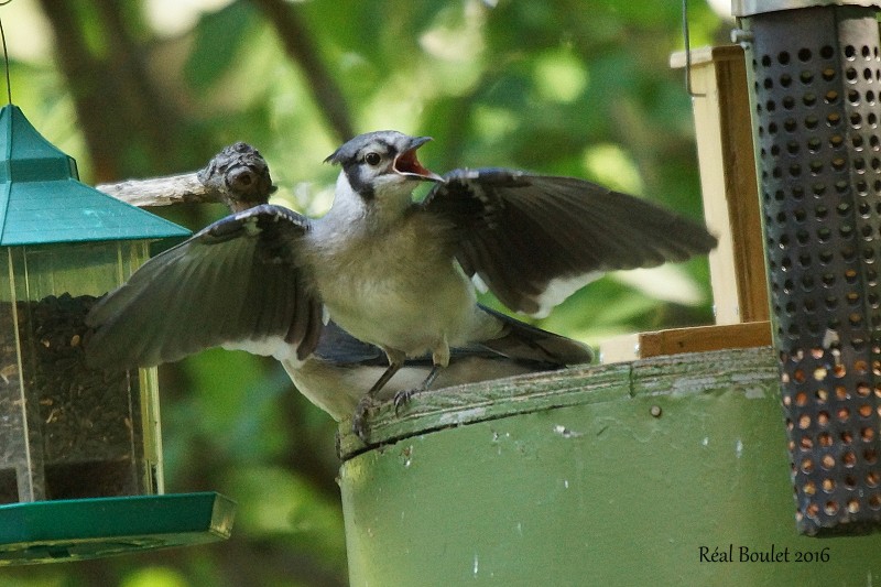 Geai bleu (Blue Jay)