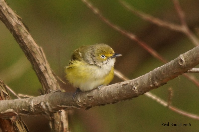 Viro aux yeux blancs (White-eyed Vireo)
