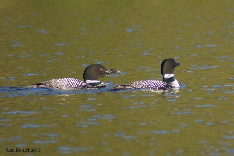 Plongeon huard (Common Loon)