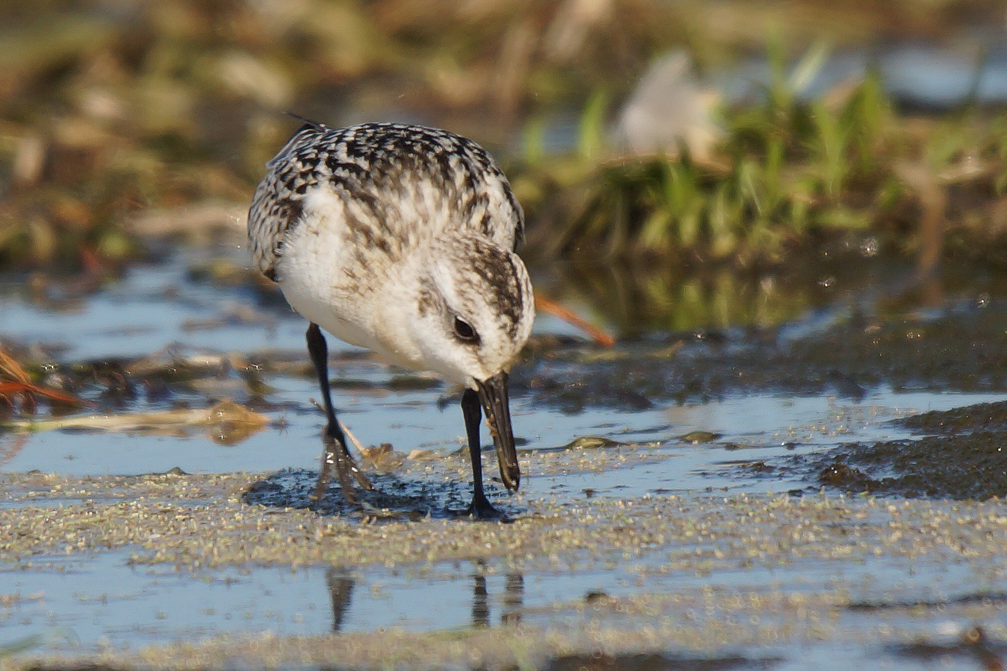 Bcasseau sanderling (Sanderling)