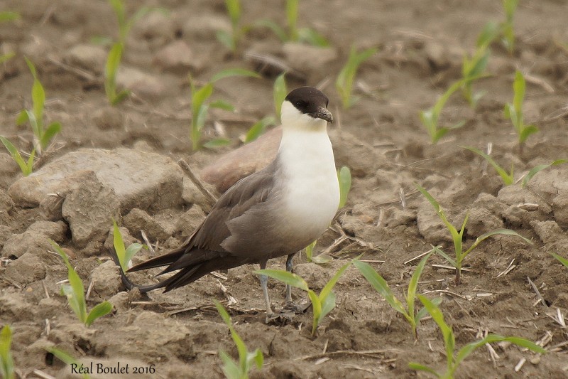 Labbe  longue queue (Long-tailed Jaeger)