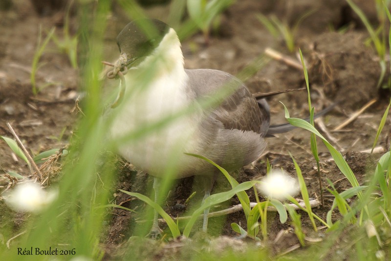 Labbe  longue queue (Long-tailed Jaeger)