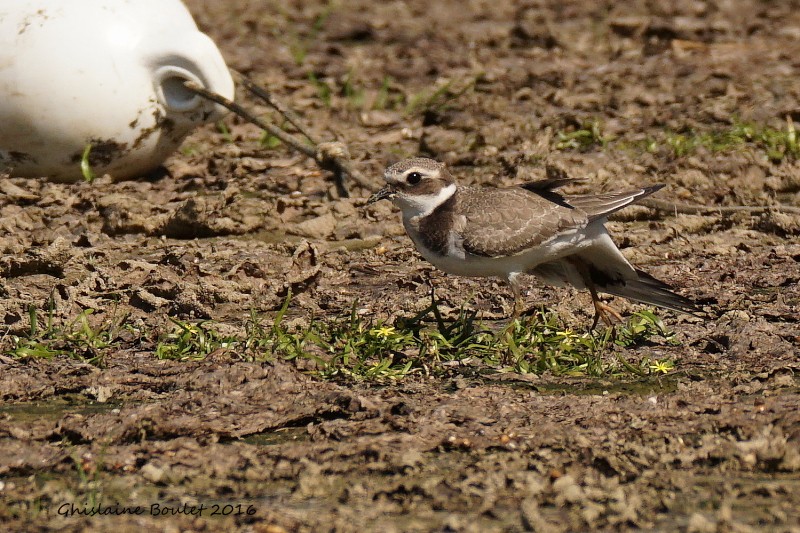 Pluvier grand-gravelot (Common Ringed Plover) 1/5