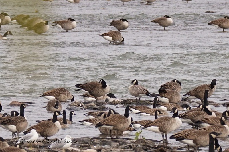 Bernache de Hutchins (Cackling Goose)