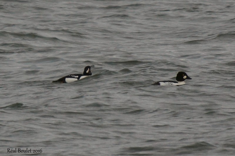 Garrot dIslande (Barrows Goldeneye)