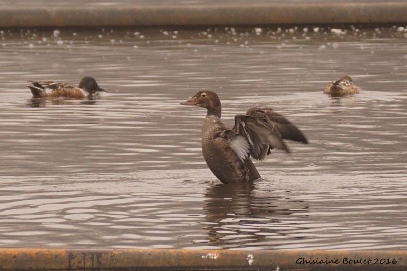 Eider  tte grise (King Eider)