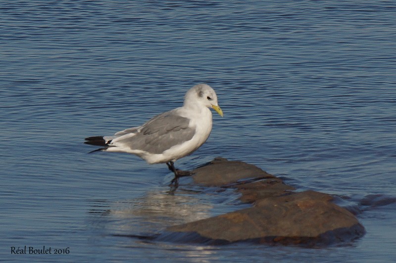 Mouette tridactyle (Black-legged Kittiwake)