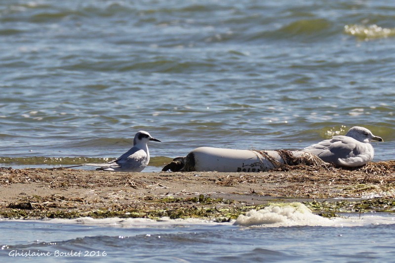 Sterne de Forster Forsters Tern 