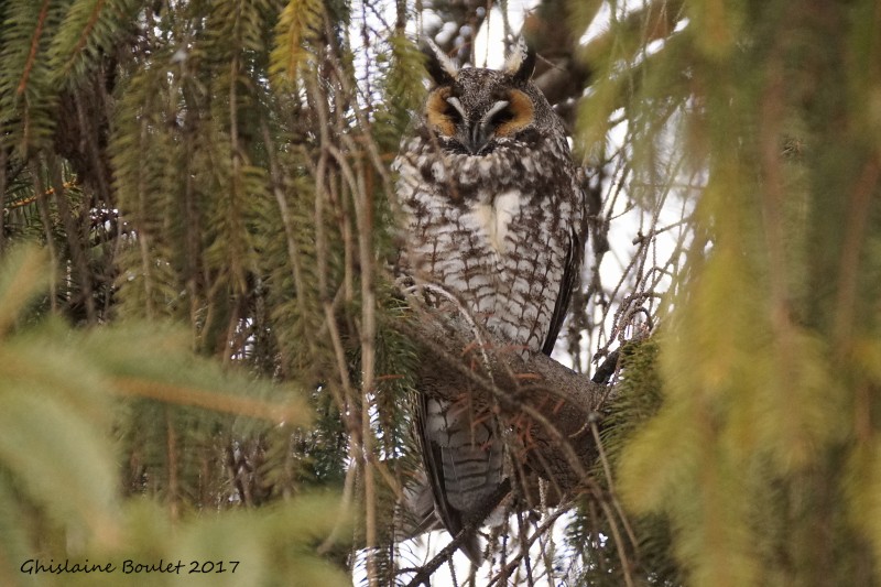 Hibou moyen-duc (Long-eared Owl)