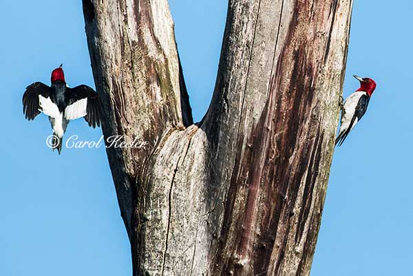 Returning to the Nest Tree 