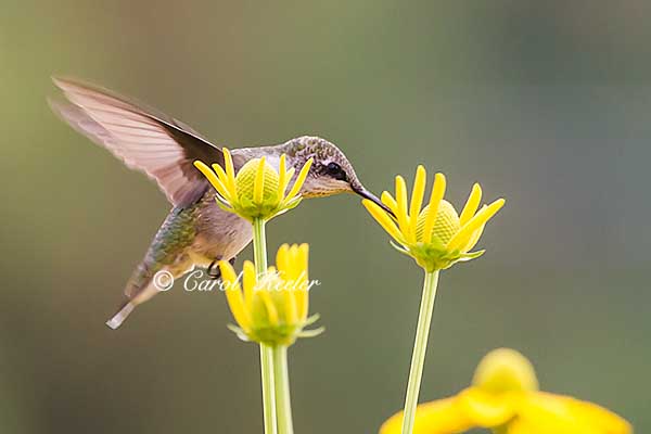 Young Hummingbird Eating 
