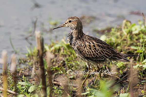 Wet Pectoral Sandpiper