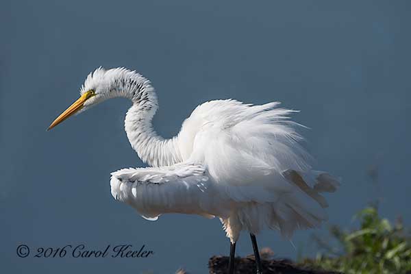 All Fluffed Up