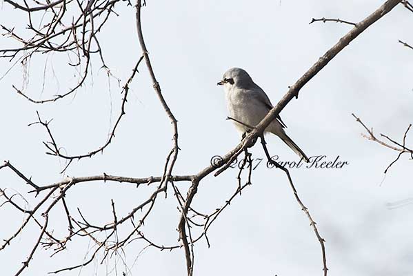 Northern Shrike on Tree