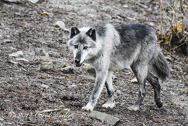 Gray Wolf 