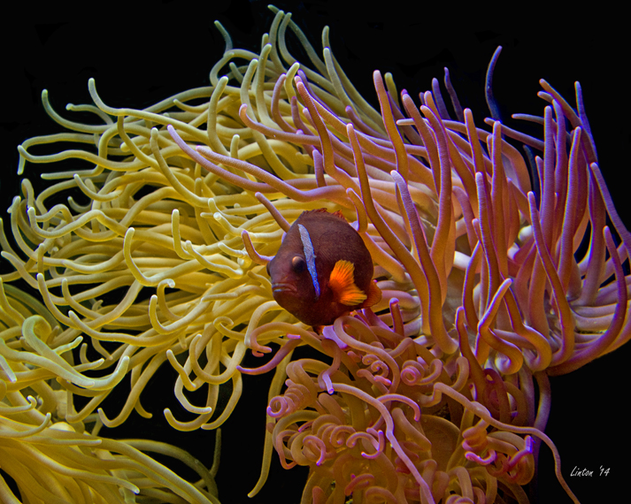RED CLOWNFISH   (Amphiprion frenatus)  IMG_4549 