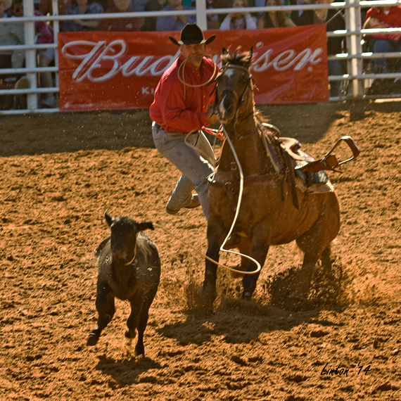 CALF ROPING  IMG_5170 