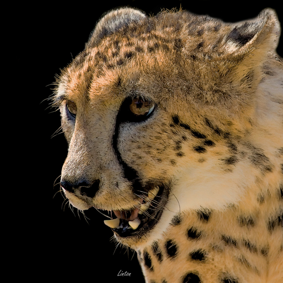 CHEETAH  IMG_0083 